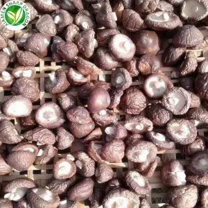 Sušené houby shiitake koupit
